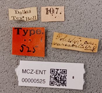 Media type: image;   Entomology 525 Aspect: labels